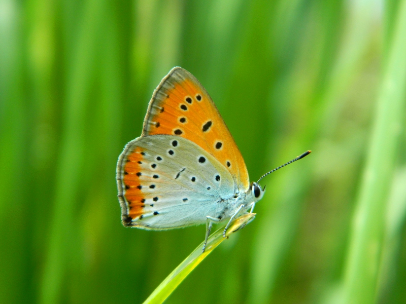 Rieccola! Lycaena dispar 2014